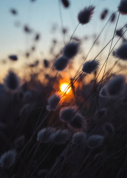 Piękny Zachód Słońca Makiem — Zdjęcie stockowe