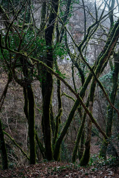 Belle Vue Sur Forêt — Photo