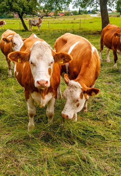 Cows Green Meadow — Stock Photo, Image