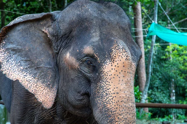 Gros Plan Jeune Éléphant Dans Zoo — Photo