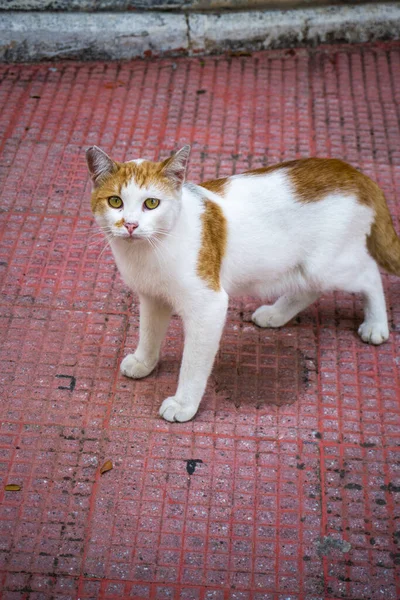 Gato Calle — Foto de Stock