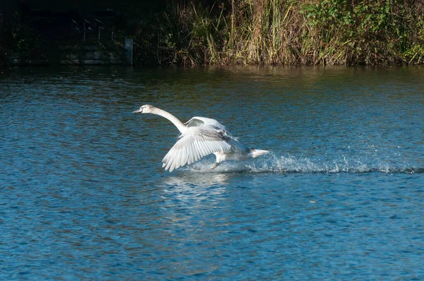 Suda Beyaz Pelikan — Stok fotoğraf