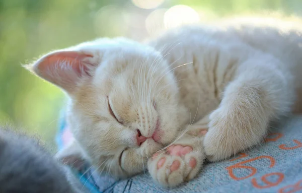 Niedliche Katze Schläft Auf Dem Bett — Stockfoto