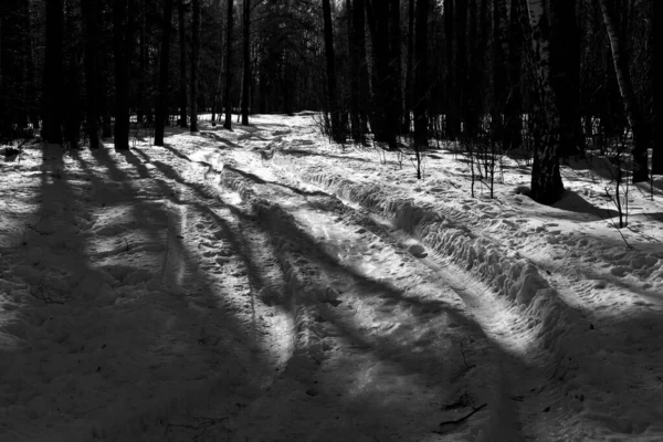 Schöne Winterlandschaft Mit Schnee — Stockfoto