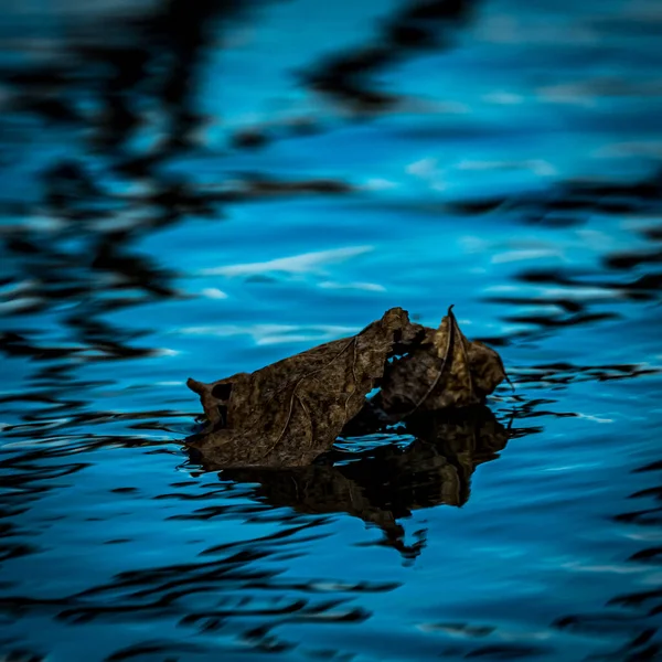 Dog Water — Stock Photo, Image