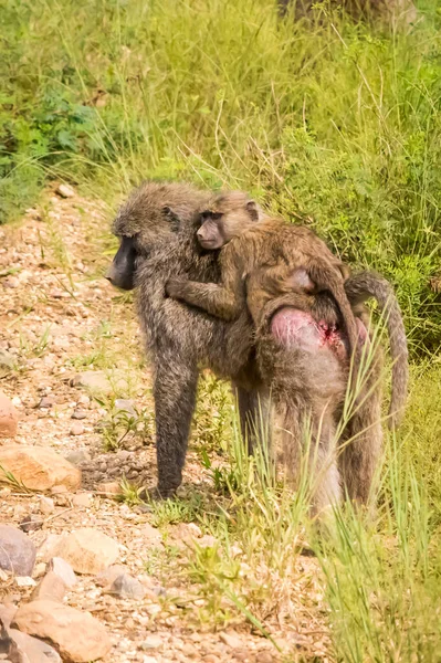 Grupo Animais Peludos Bonitos Zoológico — Fotografia de Stock