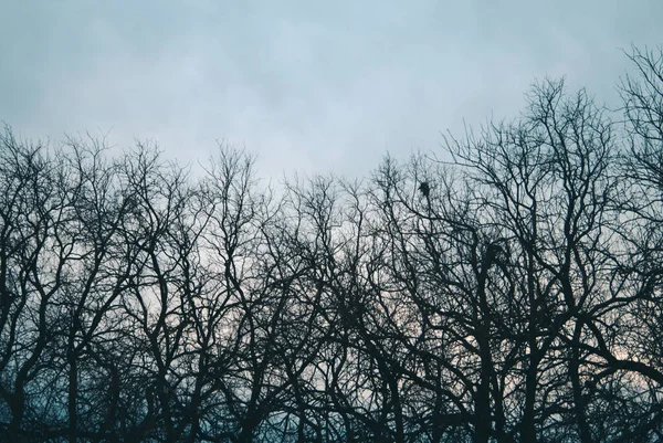 Větve Stromů Lese — Stock fotografie