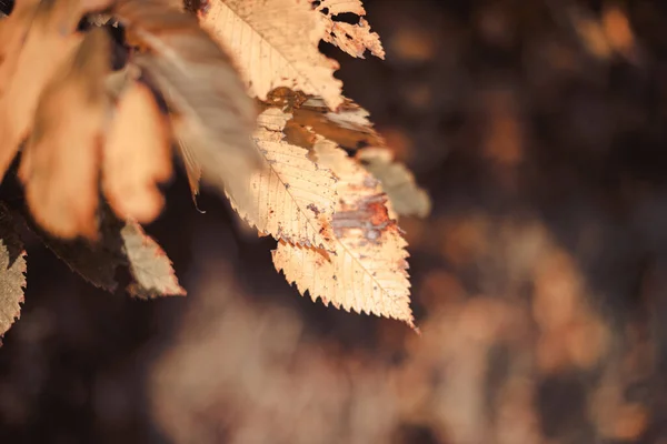 Autumn Leaves Forest — Stock Photo, Image