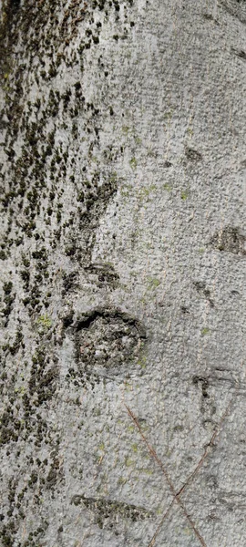 Гранж Текстура Фон Абстрактный Узор Стена Бетон Камень — стоковое фото