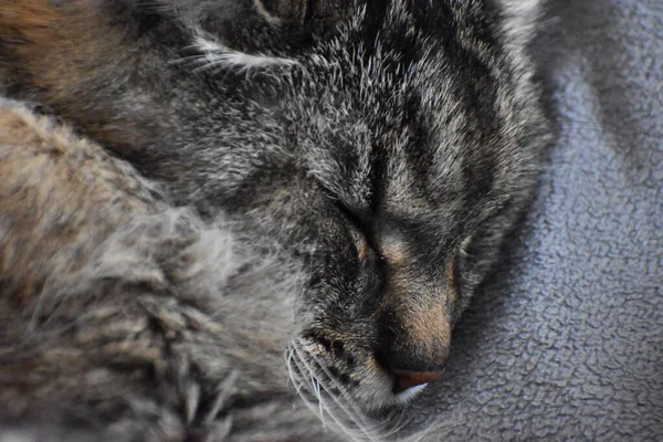 Gato Acostado Suelo — Foto de Stock