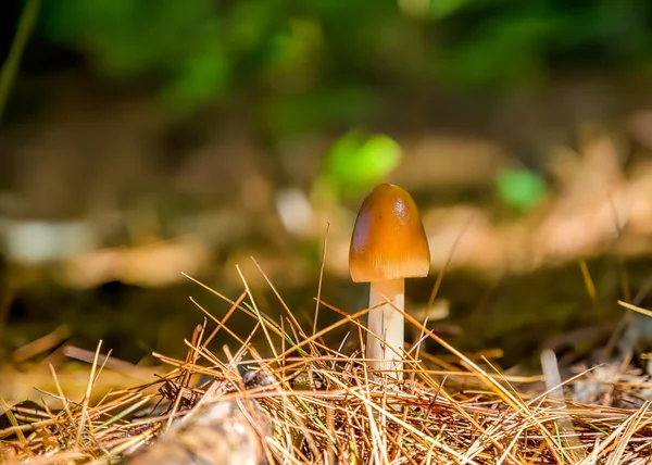 Primer Plano Hongo Blanco Bosque — Foto de Stock