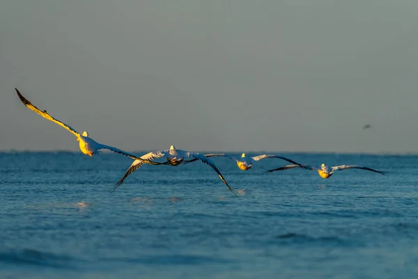 Uccello Che Vola Acqua — Foto Stock