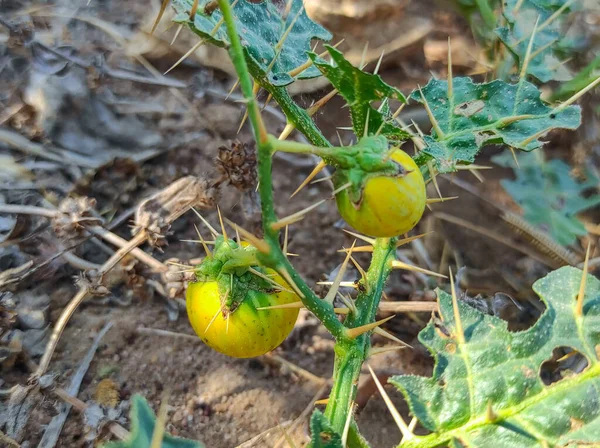 庭の枝に熟した黄色のトマト — ストック写真