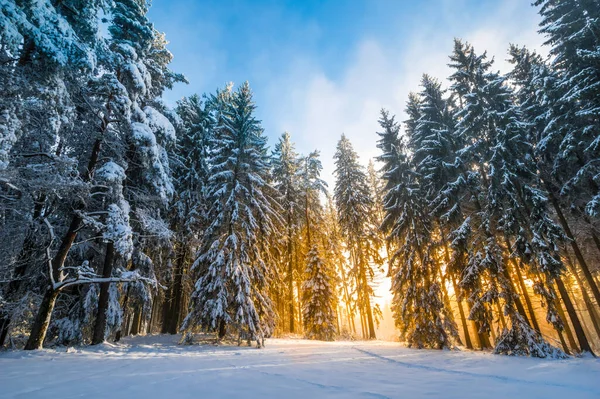 Winter Forest Snow Covered Trees — Stock Photo, Image