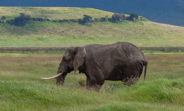 Afrykańskie Słonie Sawannie Kenii — Zdjęcie stockowe