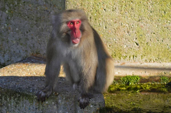 Een Close Shot Van Een Schattige Harige Makaak — Stockfoto