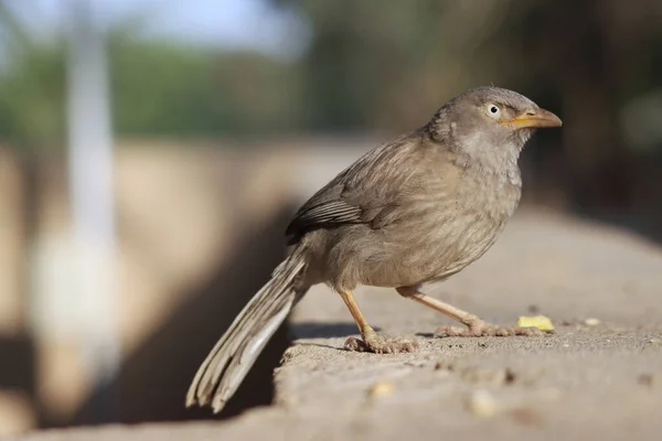 Oiseau Perché Sur Rocher Sur Fond Flou — Photo