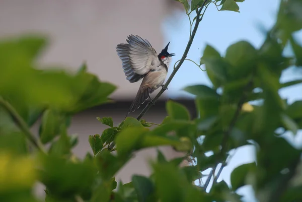 Oiseau Est Assis Sur Une Branche Arbre — Photo