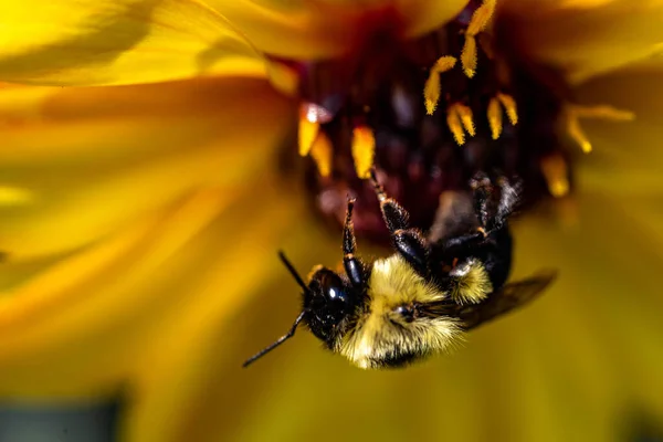 Pszczoła Kwiatku — Zdjęcie stockowe