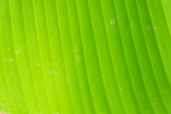 Grön Blad Struktur Bakgrund — Stockfoto