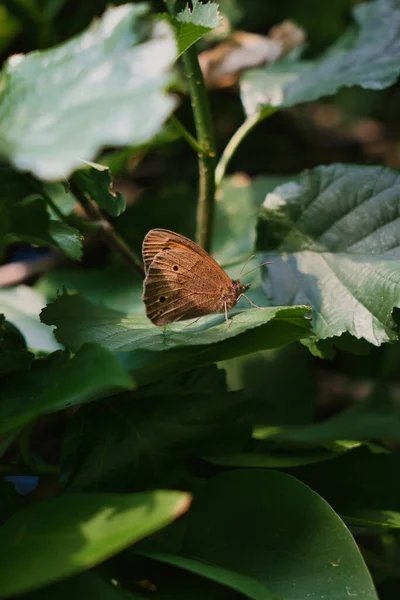 Красивая Бабочка Листочке — стоковое фото