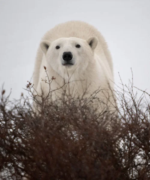 雪地里的北极熊 — 图库照片