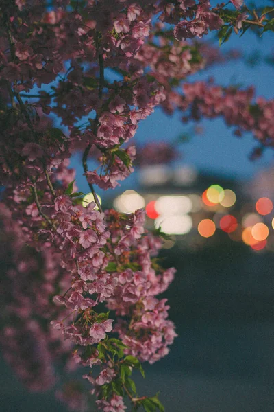 아름다운 식물학적 — 스톡 사진