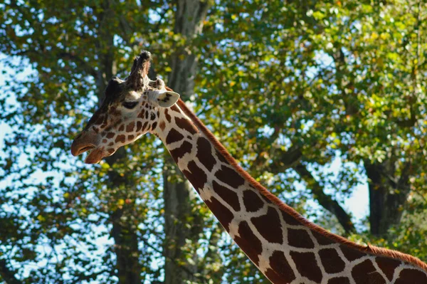 Girafa Zoológico — Fotografia de Stock