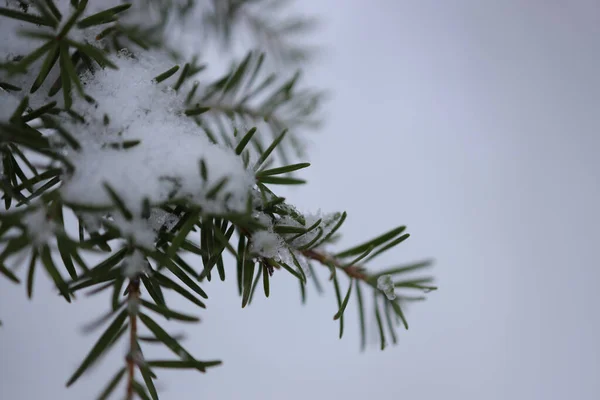 Ramo Abete Verde Con Neve Uno Sfondo Cielo Blu — Foto Stock
