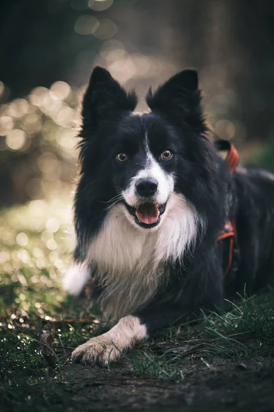 Cão Parque — Fotografia de Stock