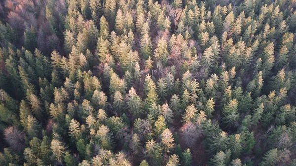 Őszi Erdő Zöld Fűvel Fák Napsugarai Földön — Stock Fotó