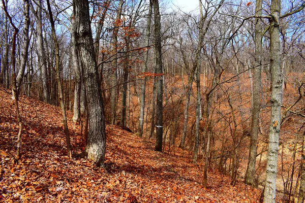 Herbstwald Mit Bäumen Und Blättern — Stockfoto