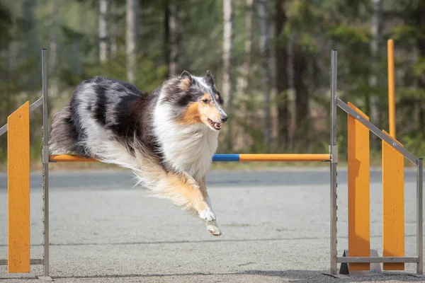 Cão Correndo Parque — Fotografia de Stock