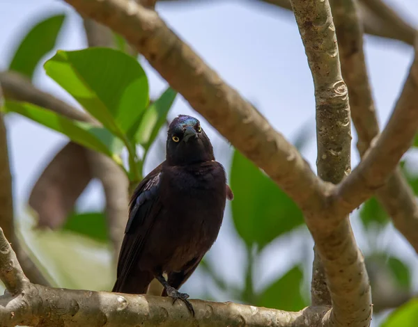 Bird Branch Tree — Stock Photo, Image