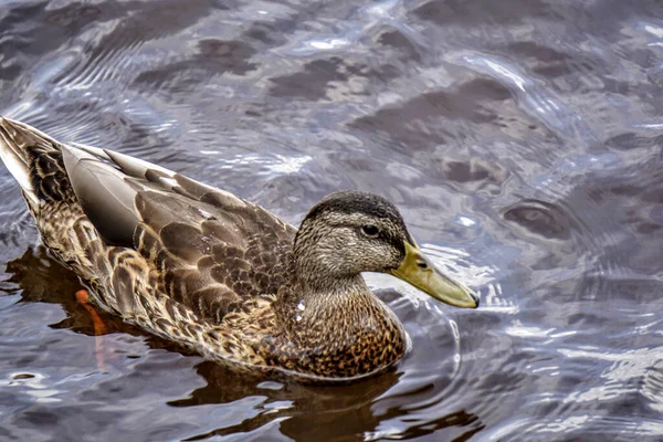 Anatra Acqua — Foto Stock