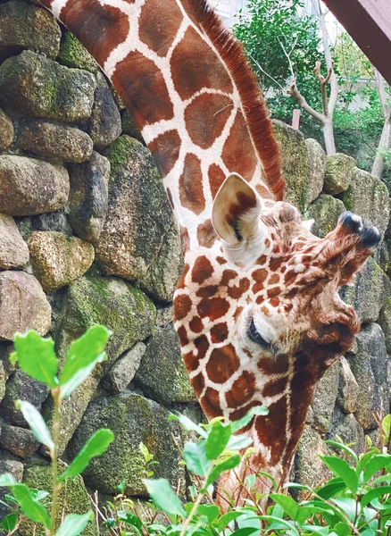 Giraffe Zoo — Stockfoto