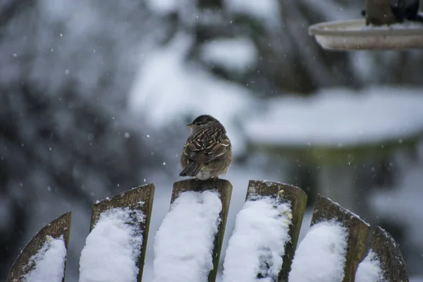 Pássaro Neve — Fotografia de Stock