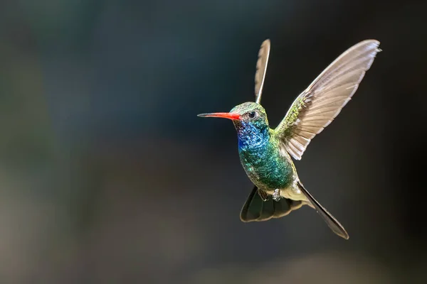 Kolibri Madár Alcedo Erre Brazil — Stock Fotó