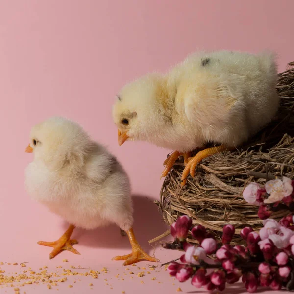 Niedliche Kleine Huhn Und Küken Auf Rosa Hintergrund — Stockfoto