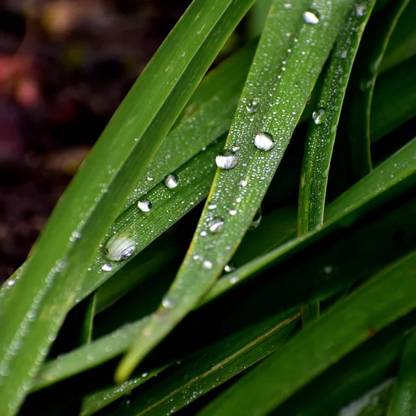 Green Grass Dew Drops — Stock Photo, Image