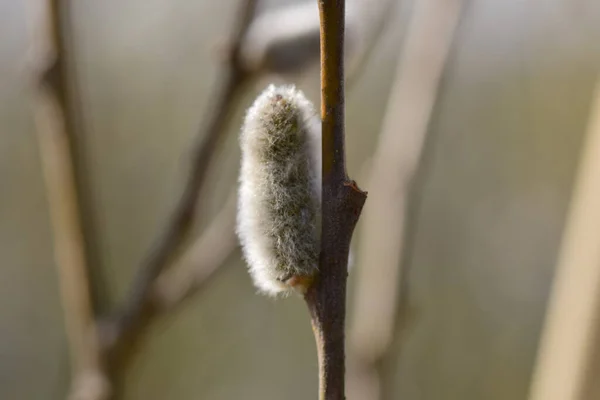 Willow Branch White Fluffy Buds Tree — Stock Photo, Image