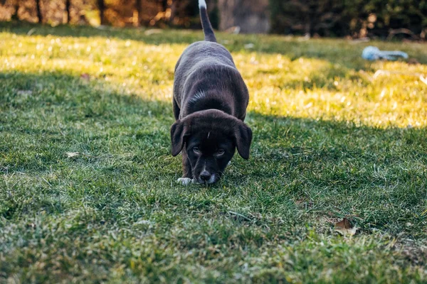 Chien Dans Parc — Photo