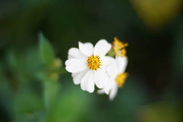 Flor Margarida Branca Jardim — Fotografia de Stock