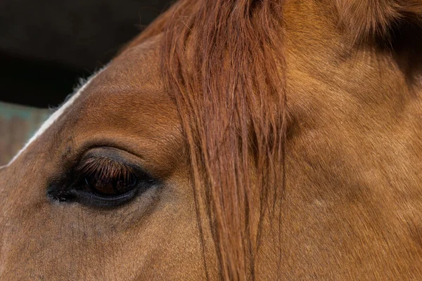 Close Portret Van Een Bruin Paard — Stockfoto