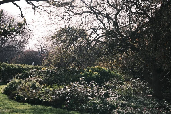 Mooi Botanisch Schot Natuurlijk Behang — Stockfoto