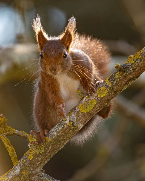 Squirrel — стокове фото