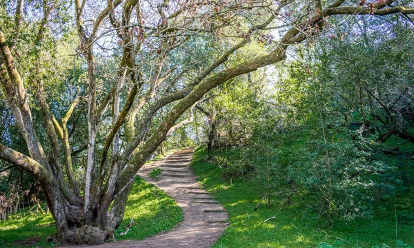 Parkın Güzel Manzarası — Stok fotoğraf