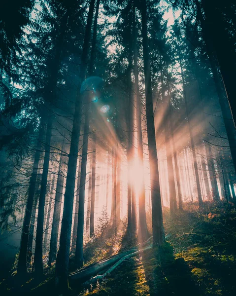 Sabahları Ağaçları Olan Güzel Bir Orman — Stok fotoğraf
