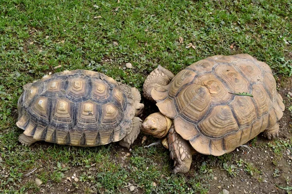 Schildkröte Gras — Stockfoto