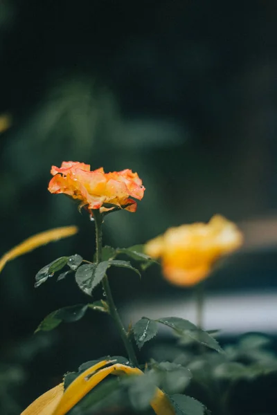 Schöne Botanische Aufnahme Natürliche Tapete — Stockfoto